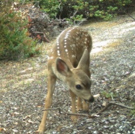 A fawn along the same road as the Coyote photo above. Photo by the author.